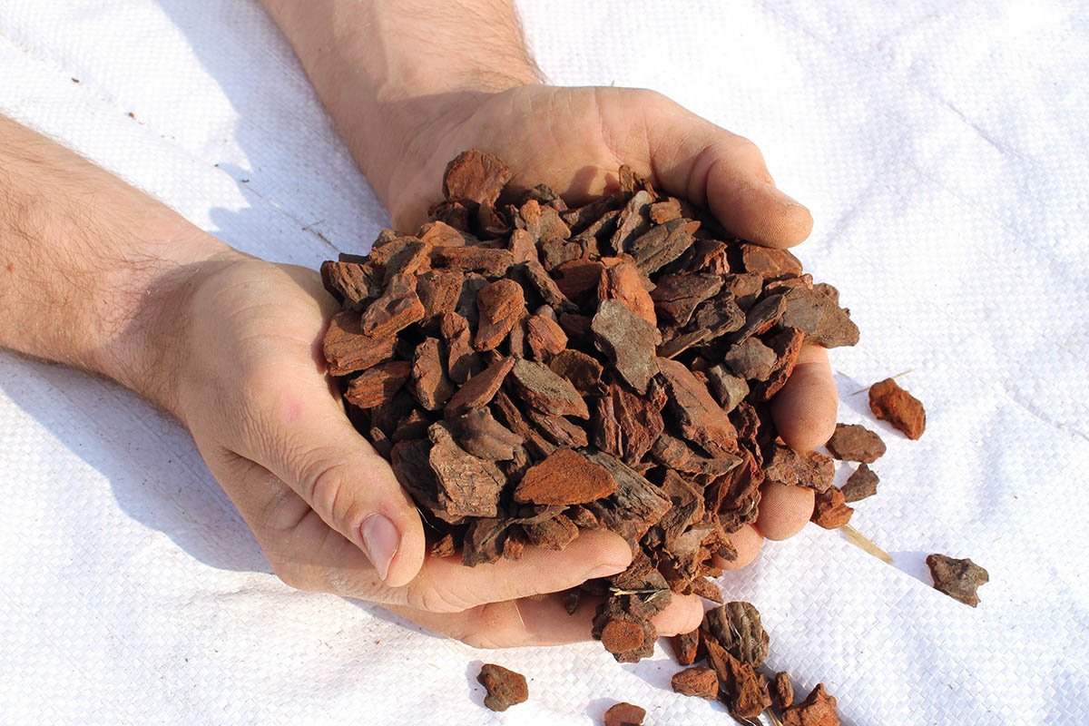 Maritime Pine Bark Extract
